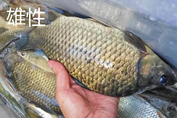 鱼有没有公母区分,鱼有公母之分