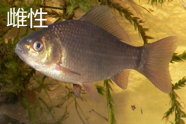 鱼有没有公母区分,鱼有公母之分