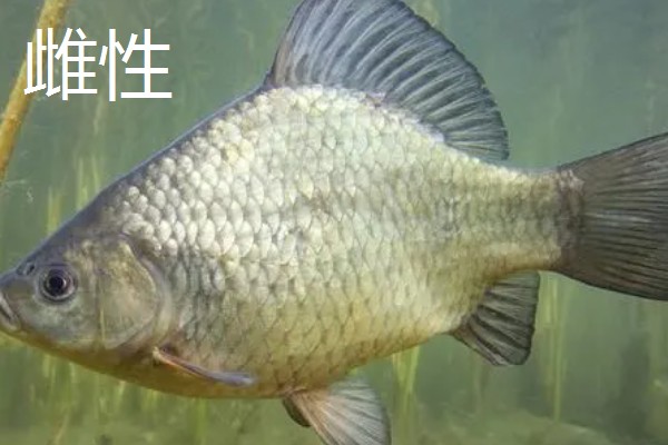 鱼有没有公母区分,鱼有公母之分
