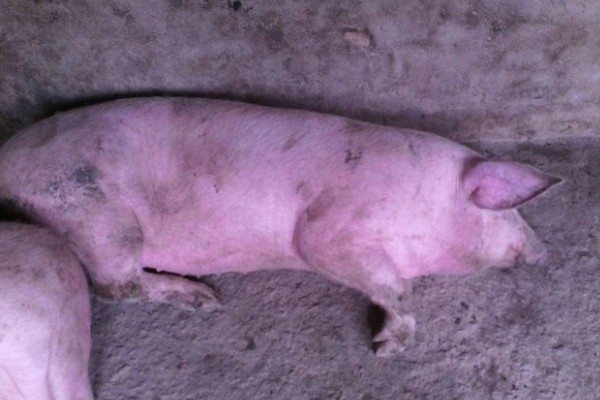 猪身上发紫打哪种药，可以注射磺胺甲氧嘧啶