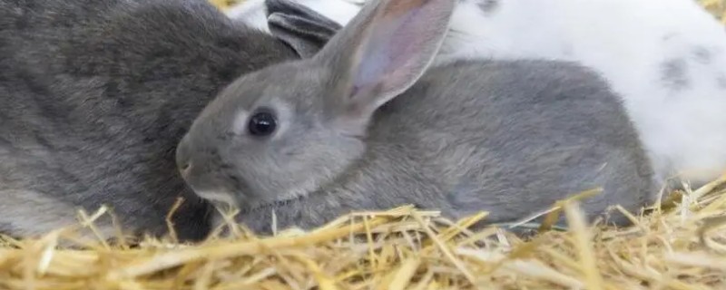 兔子误食有毒植物如何处理，灌服硫酸铜溶液可以催吐