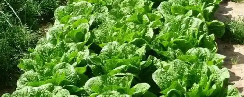 自己种蔬菜施什么肥，种植前施入牛粪作为基肥