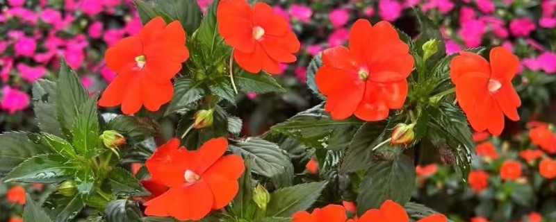 凤仙花什么时候播种，于每年4月初播种