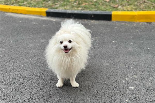 治疗狗狗糖尿病的措施，从健康饮食做起