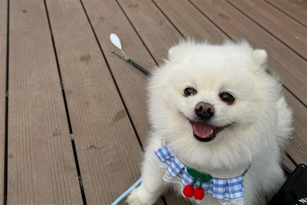 治疗狗狗糖尿病的措施，从健康饮食做起