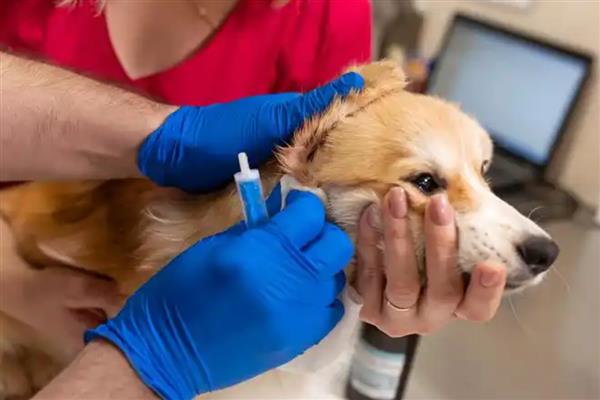 治疗狗狗糖尿病的措施，从健康饮食做起