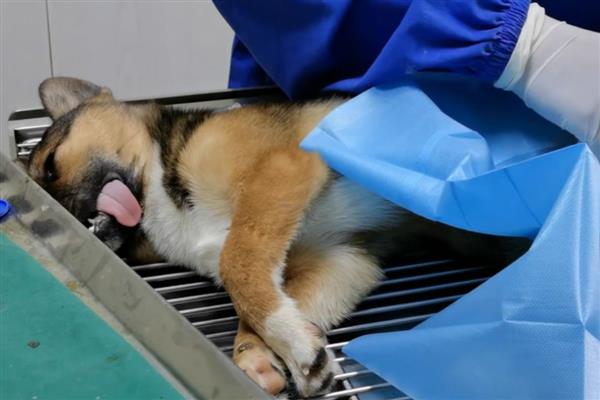 治疗狗狗糖尿病的措施，从健康饮食做起