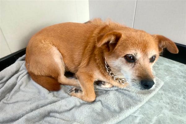 治疗狗狗糖尿病的措施，从健康饮食做起