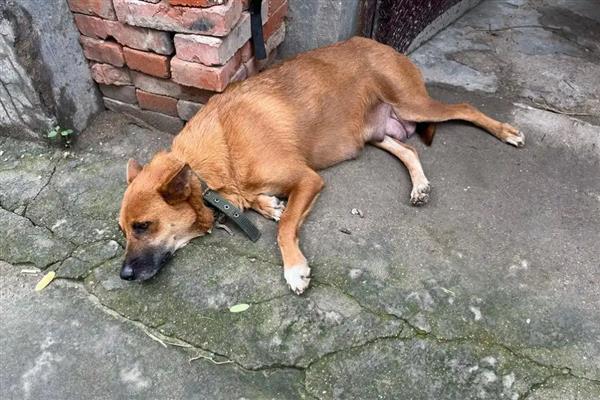 治疗狗狗糖尿病的措施，从健康饮食做起