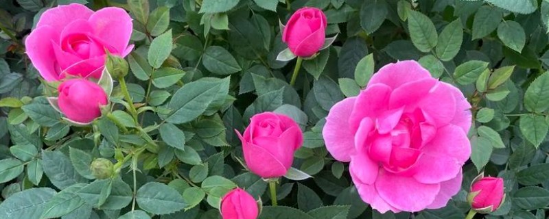 四季玫瑰的养殖方法，选用微酸性的沙质土壤种植