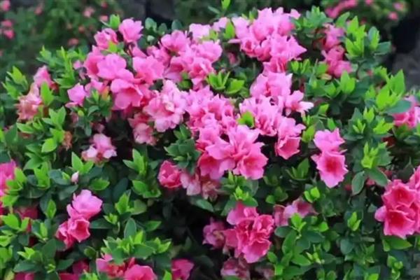 杜鹃花叶子干枯如何处理，温度不适要保持在15-30℃