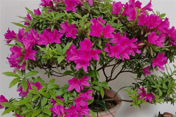 杜鹃花叶子干枯如何处理，温度不适要保持在15-30℃