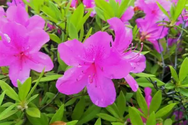 杜鹃花叶子干枯如何处理，温度不适要保持在15-30℃