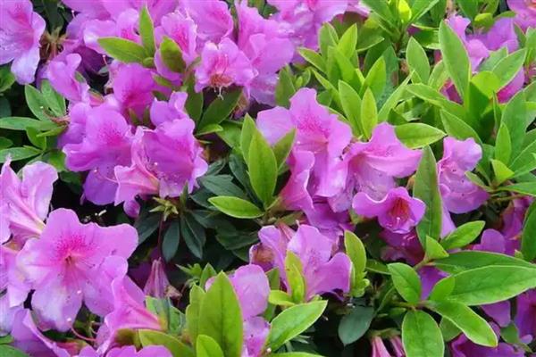 杜鹃花叶子干枯如何处理，温度不适要保持在15-30℃