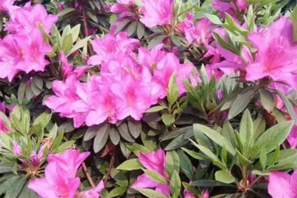 杜鹃花叶子干枯如何处理，温度不适要保持在15-30℃