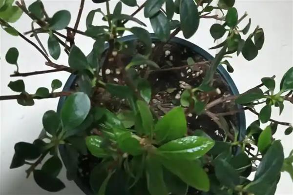 杜鹃花叶子干枯如何处理，温度不适要保持在15-30℃