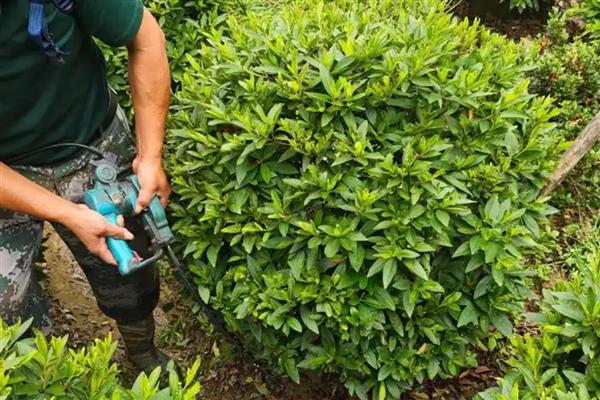 杜鹃花叶子干枯如何处理，温度不适要保持在15-30℃