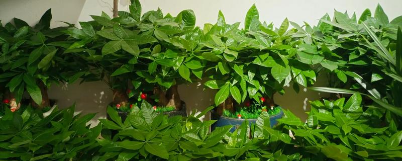 招财树怎么养殖，每隔3-4天浇一次水