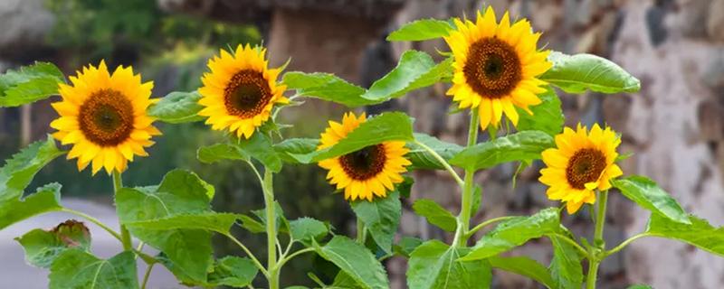 向日葵能否养在卧室中，卧室内可以栽培矮株品种