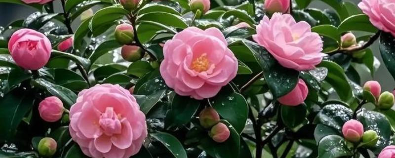 香妃茶花的寓意是什么，寓意招财、激情等