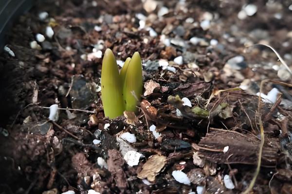 藏红花多长时间发芽,与温度的变化有关