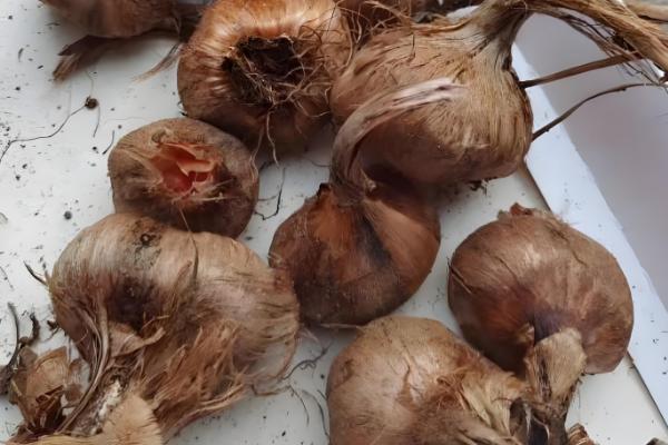 藏红花多长时间发芽,与温度的变化有关