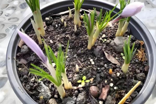 藏红花多长时间发芽,与温度的变化有关