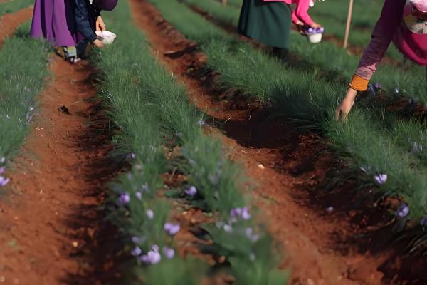 藏红花多长时间发芽,与温度的变化有关