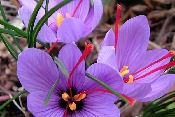 藏红花多长时间发芽,与温度的变化有关