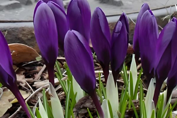 藏红花多长时间发芽,与温度的变化有关