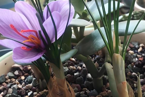 藏红花多长时间发芽,与温度的变化有关