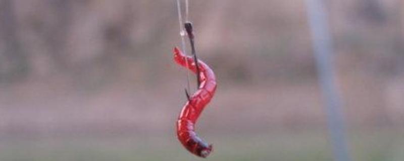 红虫的挂钩方法，有以下5种常用方式