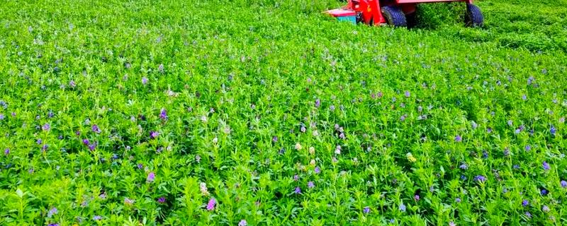 紫花苜蓿的种植时间，春播在3月底4月初进行