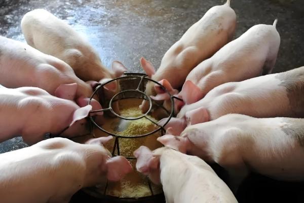 那些兽药不能与饲料同喂，有链霉素、土霉素等