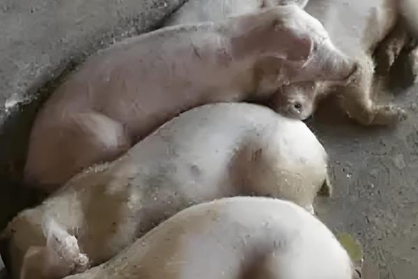 那些兽药不能与饲料同喂，有链霉素、土霉素等