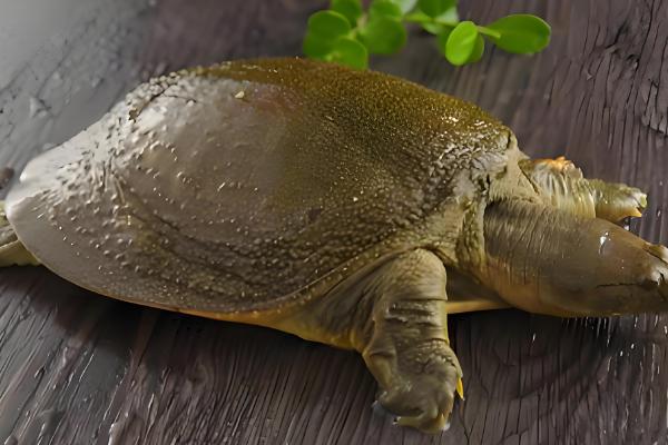 野生甲鱼杀后能放冰箱里保存吗，可以放在冰箱里冷冻