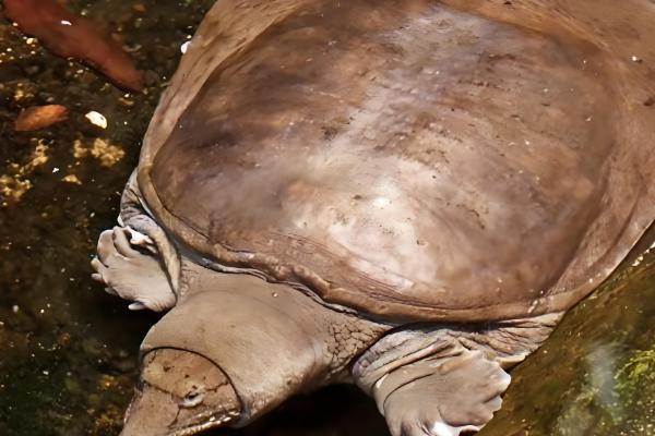 野生甲鱼杀后能放冰箱里保存吗，可以放在冰箱里冷冻