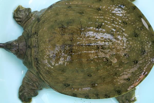 野生甲鱼杀后能放冰箱里保存吗，可以放在冰箱里冷冻