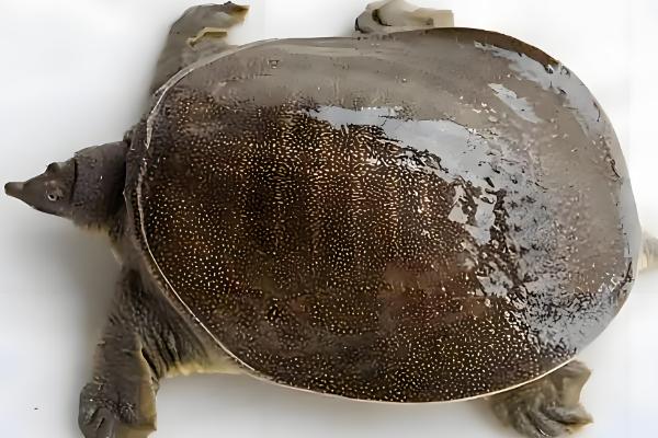 野生甲鱼杀后能放冰箱里保存吗，可以放在冰箱里冷冻