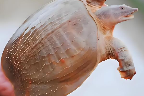 野生甲鱼杀后能放冰箱里保存吗，可以放在冰箱里冷冻