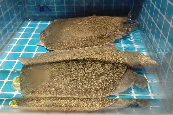 野生甲鱼杀后能放冰箱里保存吗，可以放在冰箱里冷冻