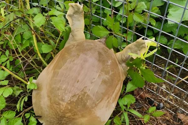 野生甲鱼杀后能放冰箱里保存吗，可以放在冰箱里冷冻