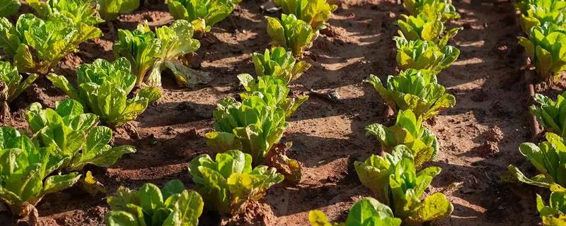 春莴笋的栽培方法，第一次追肥在定植后20天进行