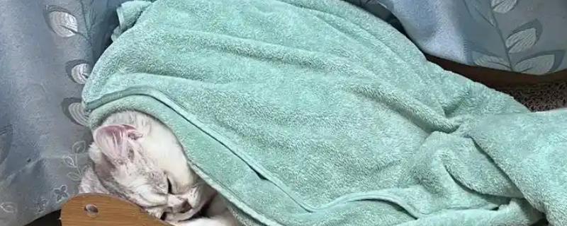猫咪经常感冒怎么办，保暖为重中之重