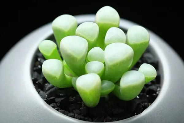 五十铃玉怎么养殖，生长期每天要接受3-4小时的直射光