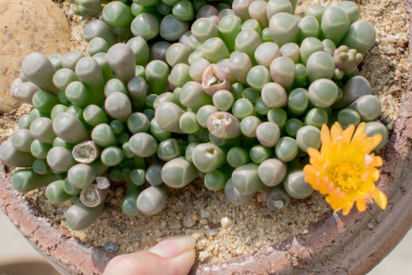 五十铃玉怎么养殖，生长期每天要接受3-4小时的直射光