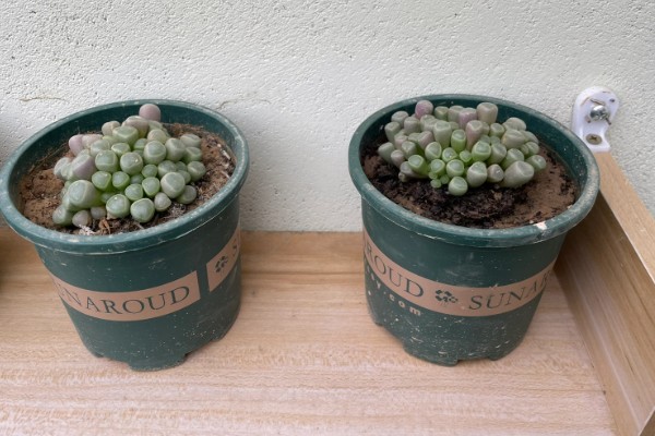 五十铃玉怎么养殖，生长期每天要接受3-4小时的直射光