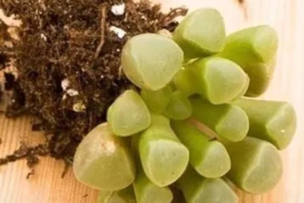 五十铃玉怎么养殖，生长期每天要接受3-4小时的直射光