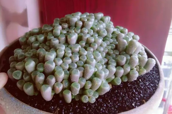 五十铃玉怎么养殖，生长期每天要接受3-4小时的直射光