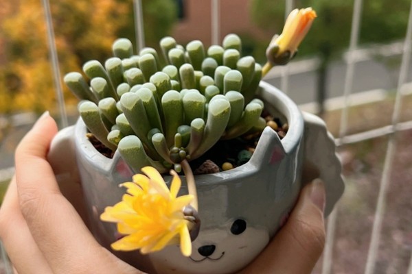 五十铃玉怎么养殖，生长期每天要接受3-4小时的直射光